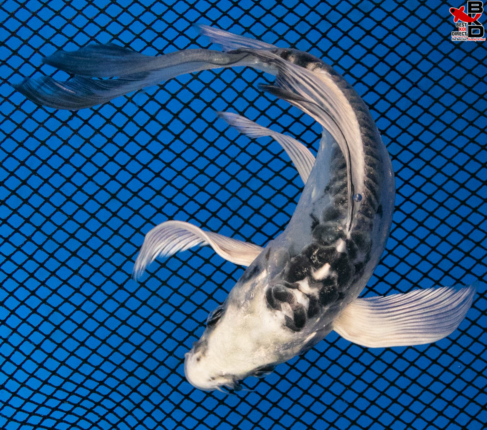 5" BUTTERFLY GHOST - Best Koi Direct