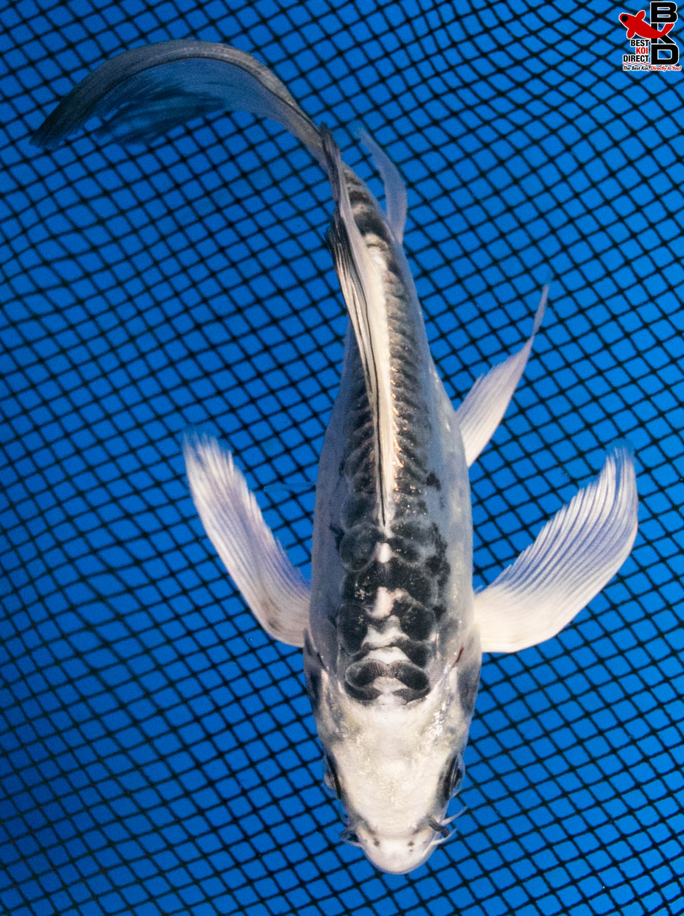 5" BUTTERFLY GHOST - Best Koi Direct