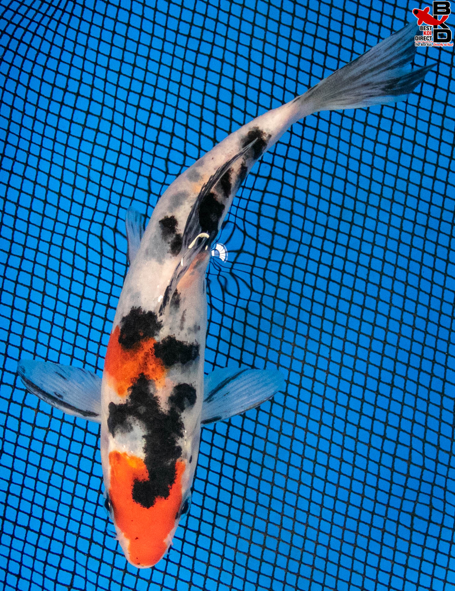 7" SANKE - Best Koi Direct