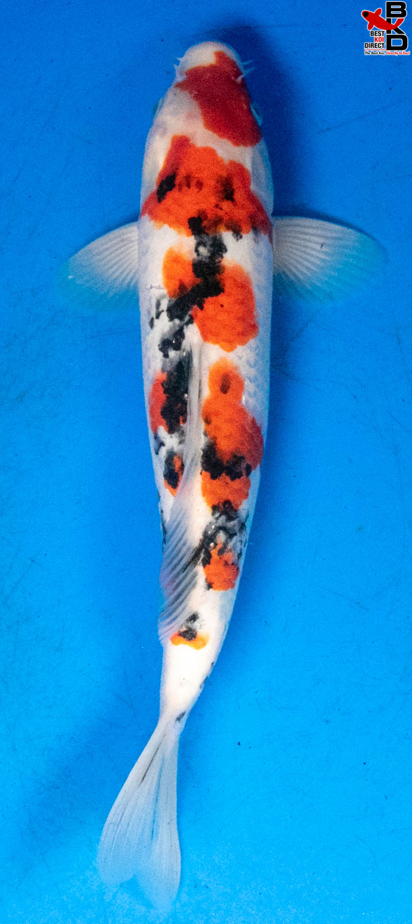 11" SANKE (MALE) - Best Koi Direct