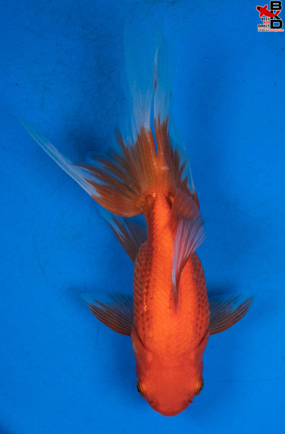 fantail goldfish standard