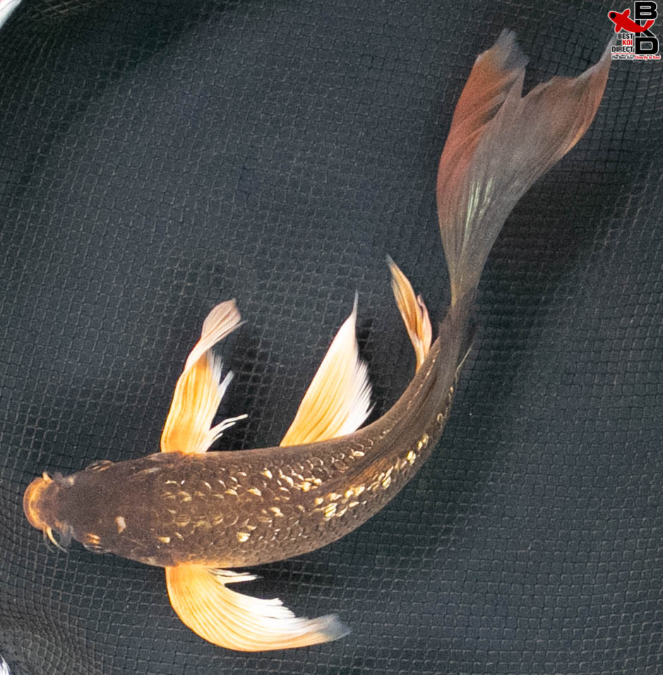 8" BUTTERFLY GIN-RIN FIRE-WING CHAGOI - Best Koi Direct