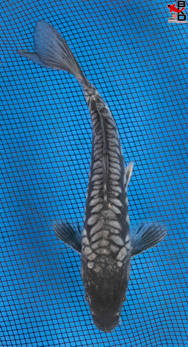 8" DRAGON-SCALE DOITSU SORAGOI - Best Koi Direct